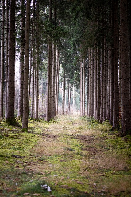 calm waterfront path with trees